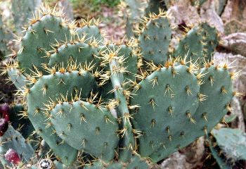 You Need a Prickly Pair on Your Board