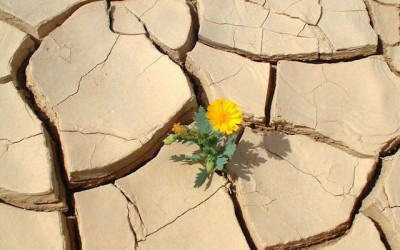 Will Your Nonprofit Survive?